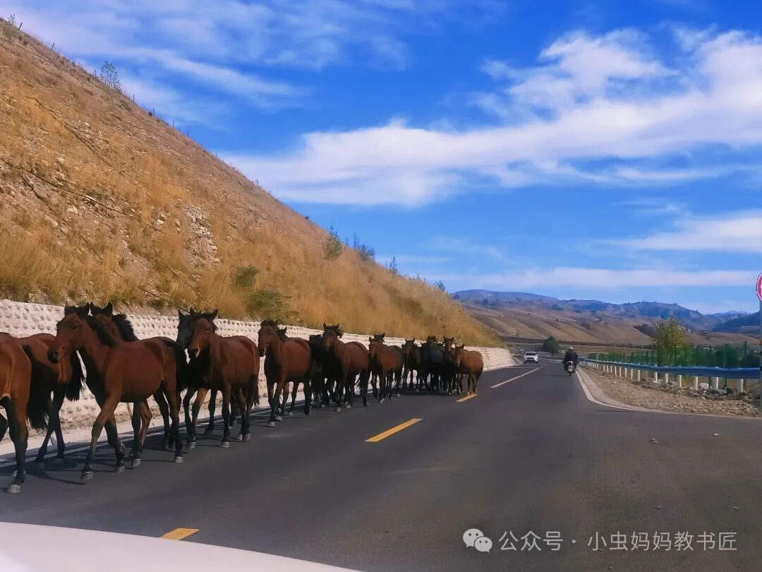 我们在路上遇到成群的骏马,好喜欢呀