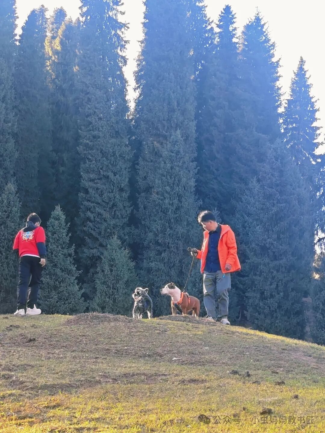 爬上阳光普照的山顶,恍然如沐春日暖阳