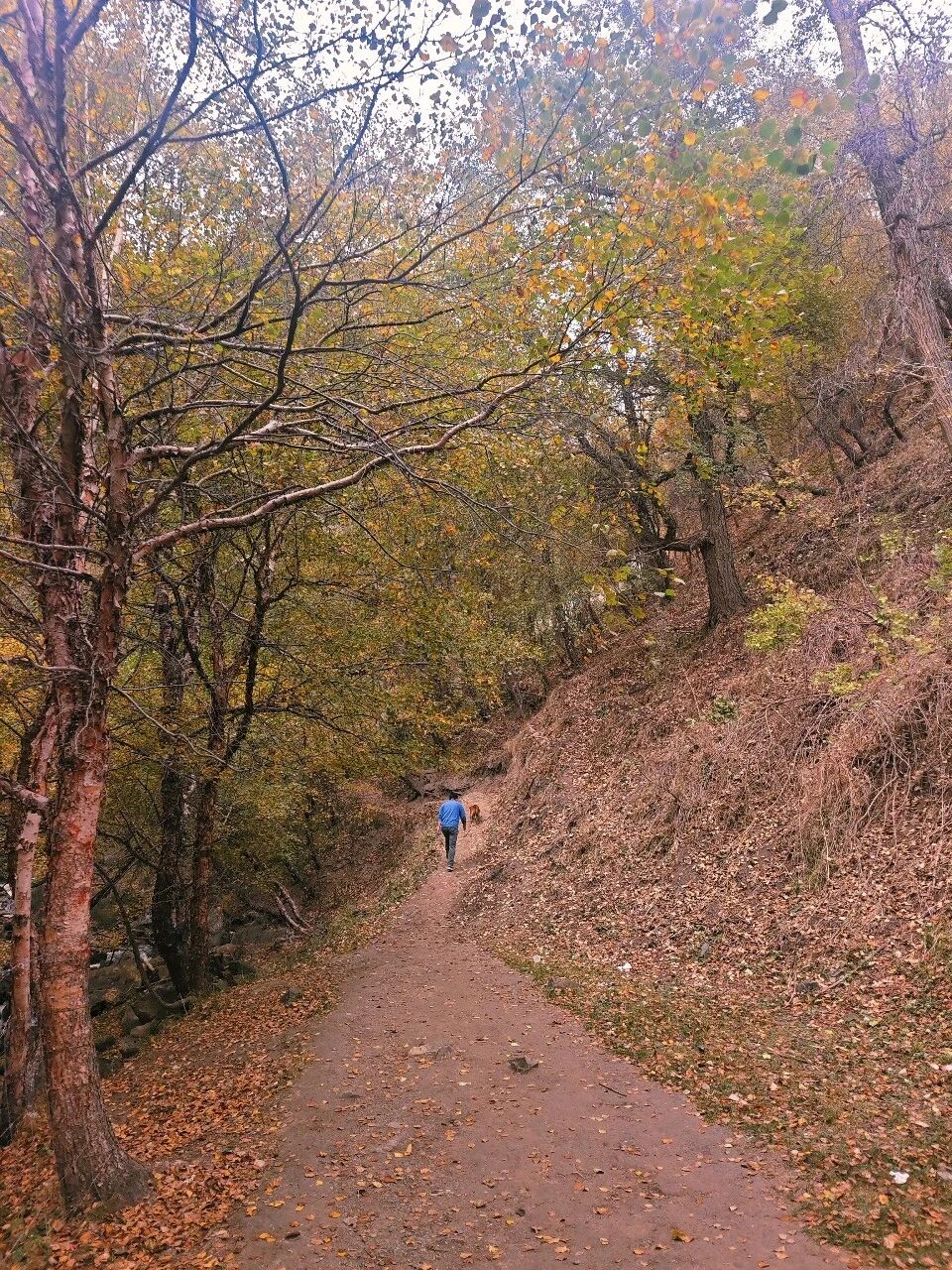 山间幽幽小径,只听见落叶的声音