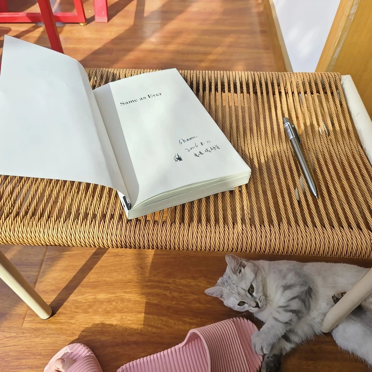 阳光下的《Same as Ever》和小猫